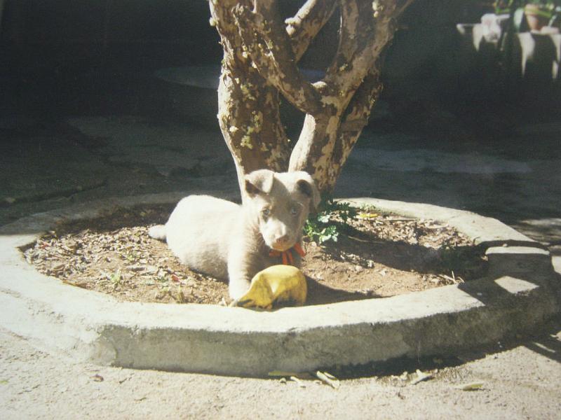 snoopy06