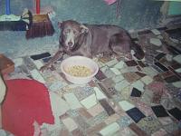 snoopy39