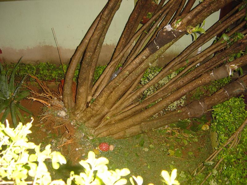 DSC00415