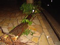  Esse pinheiro ficava em frete a casa do vizinho de cima aqui... ele foi arrastado pela água por cerca de 200 metros rua abaixo, até parar num poste.