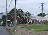  Recorte da foto anterior, pelos moleque em cima da arvore dá pra ter uma noção do tamanho dela.